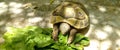 Turtle eating lettuce leaves with a shadow of leaves on the floor Royalty Free Stock Photo