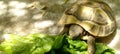 Turtle eating lettuce leaves with a shadow of leaves on the floor Royalty Free Stock Photo