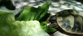 Turtle eating lettuce leaves with a shadow of leaves on the floor Royalty Free Stock Photo