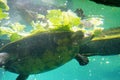 A turtle is eating lettuce Royalty Free Stock Photo