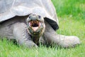 Turtle eating with mouth open
