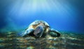 Turtle eats algae underwater