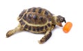 The turtle eats carrots.