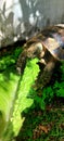 Turtle eats fresh lettuce