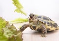 turtle eats green lettuce, reptile, greens