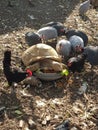 A turtle eats lettuce and a bunch of birds around it