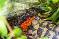 Turtle eats orange fruits