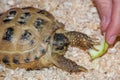 Turtle eats a piece of apple in a sawdust Royalty Free Stock Photo