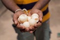 Turtle eggs