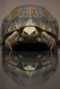 Turtle Elongated tortoise