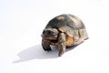 Turtle Emma Royalty Free Stock Photo