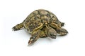 Turtle Emma Royalty Free Stock Photo