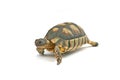 Turtle Emma Royalty Free Stock Photo