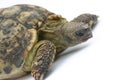 Turtle Emma Royalty Free Stock Photo