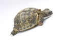Turtle Emma Royalty Free Stock Photo