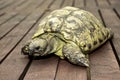 Turtle Emma Royalty Free Stock Photo