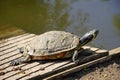 A turtle,enjoying the morning sun.