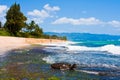 Turtle enjoying the sunshine in the beach in Oahu,Hawaii Royalty Free Stock Photo