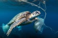 Turtle entangled in plastic in the ocean. Environmental problem of plastics. Protection of wildlife. Animals in danger