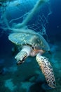 Turtle entangled in plastic in the ocean. Environmental problem of plastics. Protection of wildlife. Animals in danger
