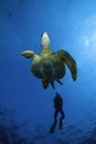 Turtle escapes from a Scuba Diver Royalty Free Stock Photo