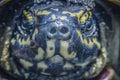 Turtle face close up image. Royalty Free Stock Photo