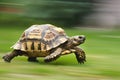 A turtle that fast runs in blur background .generative AI