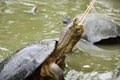 Turtle feeding cucumber