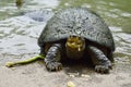 Turtle feeding