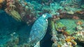 Turtle feeding on the usat liberty wreck at tulamben, bali