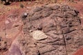 Turtle fossil in clay at Torotoro, Bolivia
