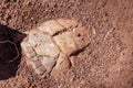 Turtle fossil in clay at Torotoro, Bolivia