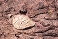 Turtle fossil in clay at Torotoro, Bolivia Royalty Free Stock Photo