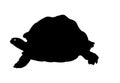 Turtle Frog Black silhouette