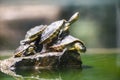 Turtle funny on the rock water pond / Chinese stripe necked turtle Royalty Free Stock Photo