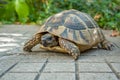 Turtle in the garden