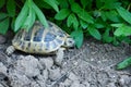 Turtle in a garden Royalty Free Stock Photo