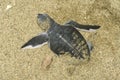 Turtle give birth Royalty Free Stock Photo