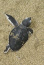 Turtle give birth