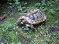 Turtle going by on the grass in the garden of a cloister