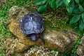 A turtle going about its business in the garden, Toronto, ON, Canada