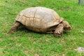 Turtle gone astray