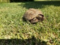 Turtle gopherus berlandieri