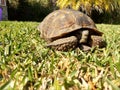 Turtle gopherus berlandieri