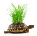 Turtle with grass on back