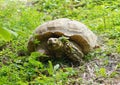 Turtle in the grass Royalty Free Stock Photo