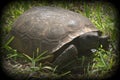 Turtle in grass