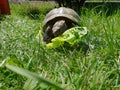 Turtle Grass Salad Animal SchildkrÃÂ¶te Essen Eating