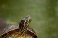 Turtle with green background