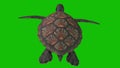 Turtle Greenn Screen Swim Back, 3D Rendering Animation